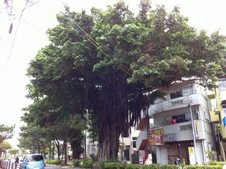 IMG_1867 IMG_1867