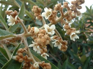 BlossomingLoquat