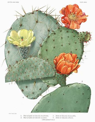 466px-Opuntia22_filtered