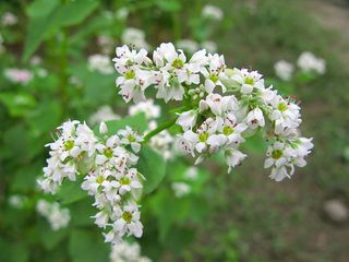 800px-Hidaka_Kinchakuda_Buckwheat_Flower_1