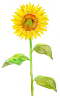 Ill_sunflower