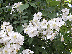 250px-Rosa_multiflora_(200705)