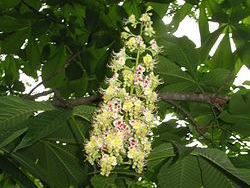 XAesculus_turbinata_7