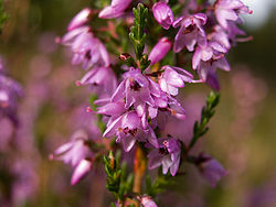 250px-Calluna_vulgaris_(flower_closeup)